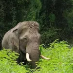1507223-wild-elephant