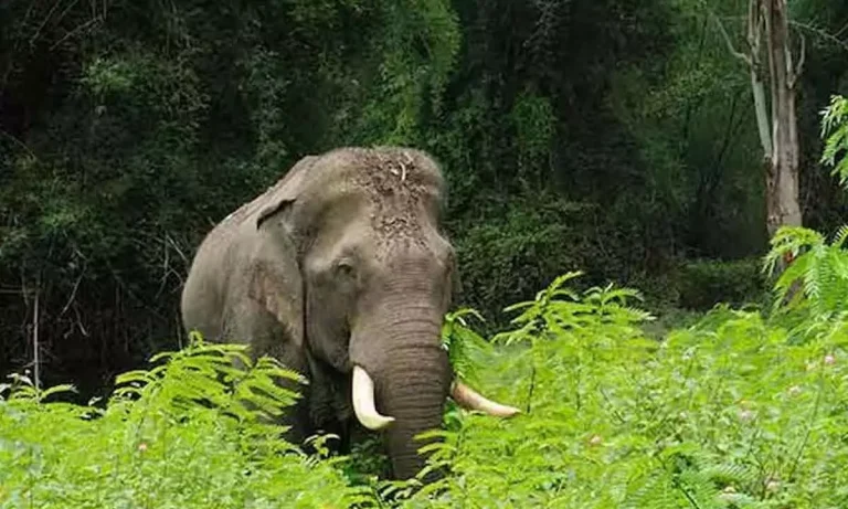 1507223-wild-elephant
