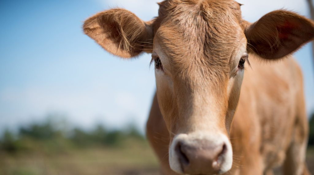 Cows1