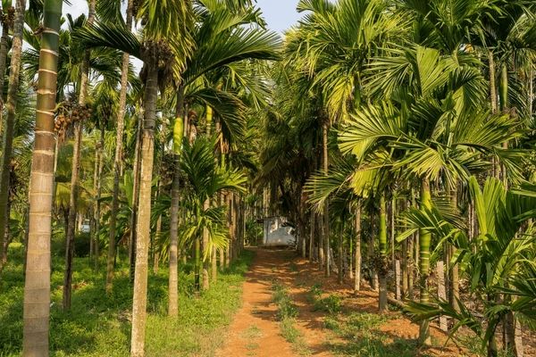 areca-nut-tree-farm-karnataka-600nw-2383802975
