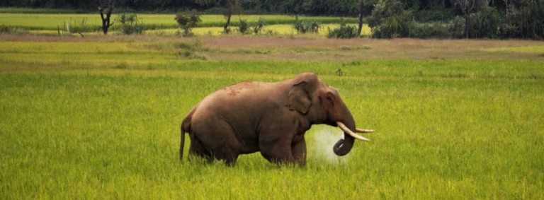 elephant