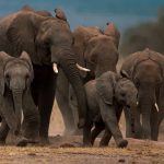 elephants-carbon