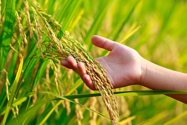 picture of one hand holding rice .