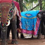 9911_12_8_2023_11_47_47_2_ELEPHANT_2