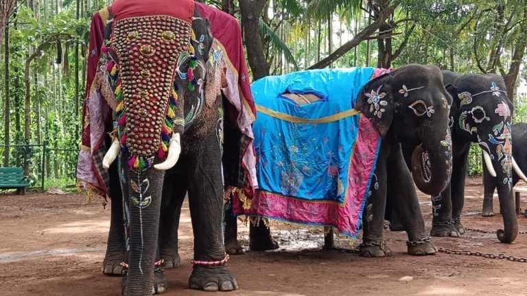 9911_12_8_2023_11_47_47_2_ELEPHANT_2