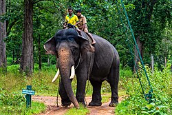 Arjuna_Entering_The_Balle_Forest_For_Morning_Walk!