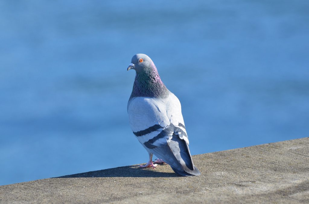 Rock-Pigeon-1-12-17