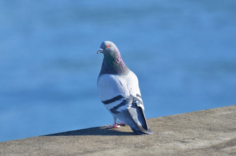 Rock-Pigeon-1-12-17