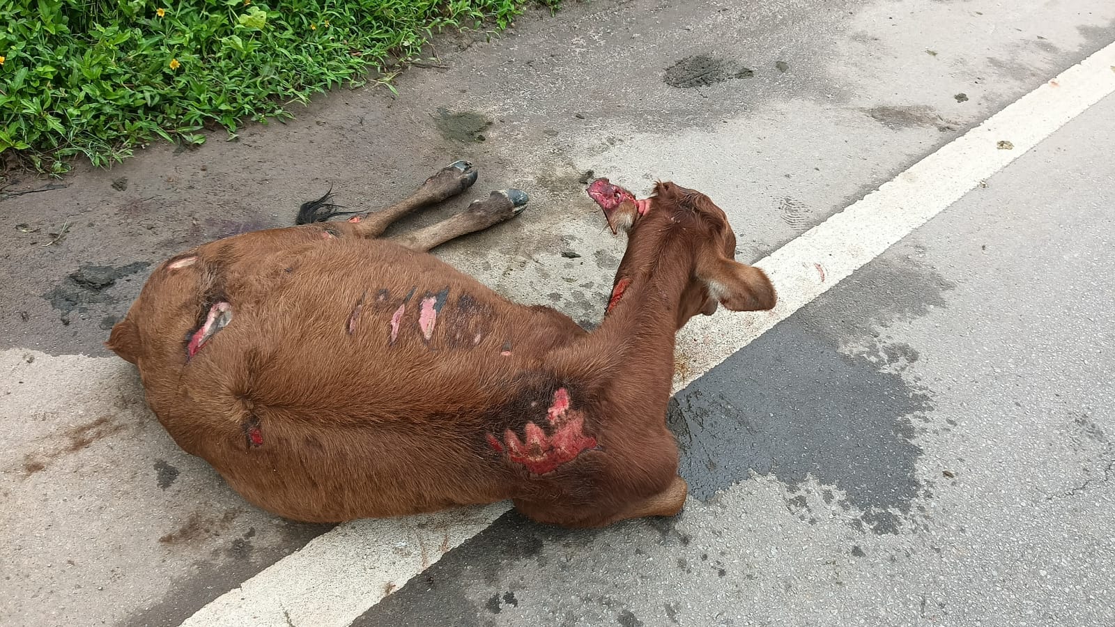 WhatsApp Image 2025-08-09 at 8.50.53 AM