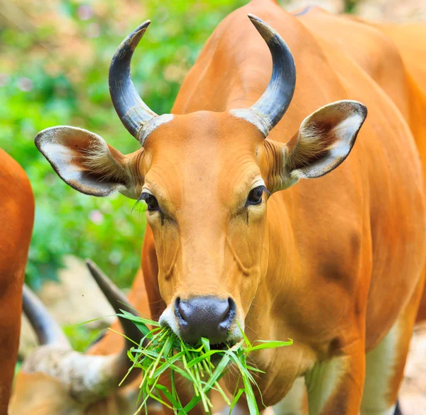 depositphotos_37650119-stock-photo-banteng-red-bull-in-rainforest