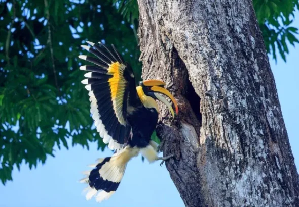 hornbill-1-1024x576