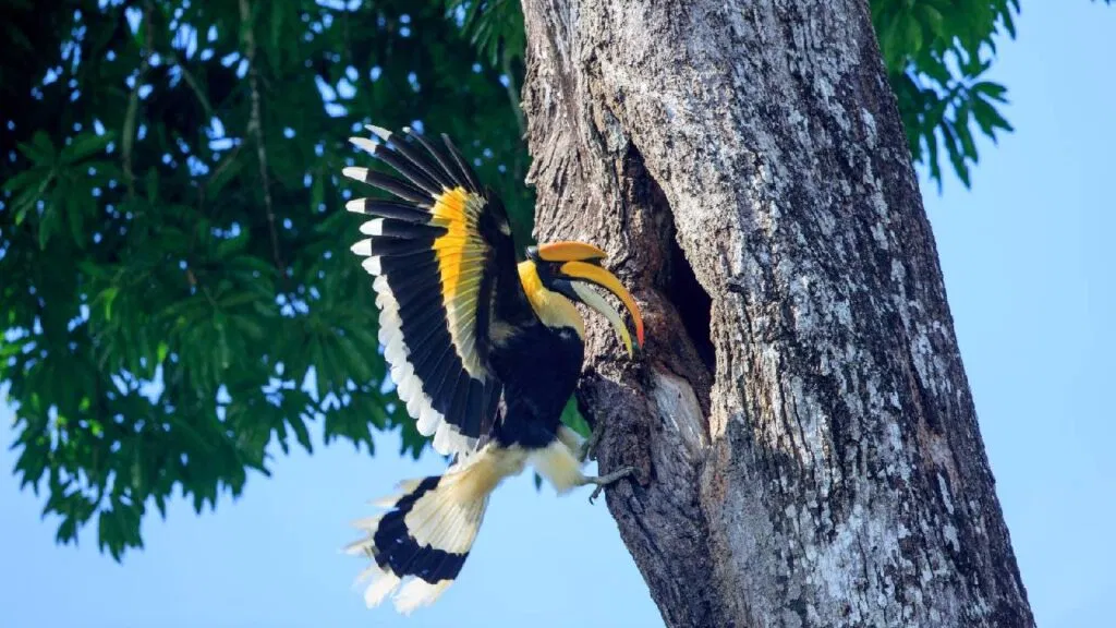 hornbill-1-1024x576
