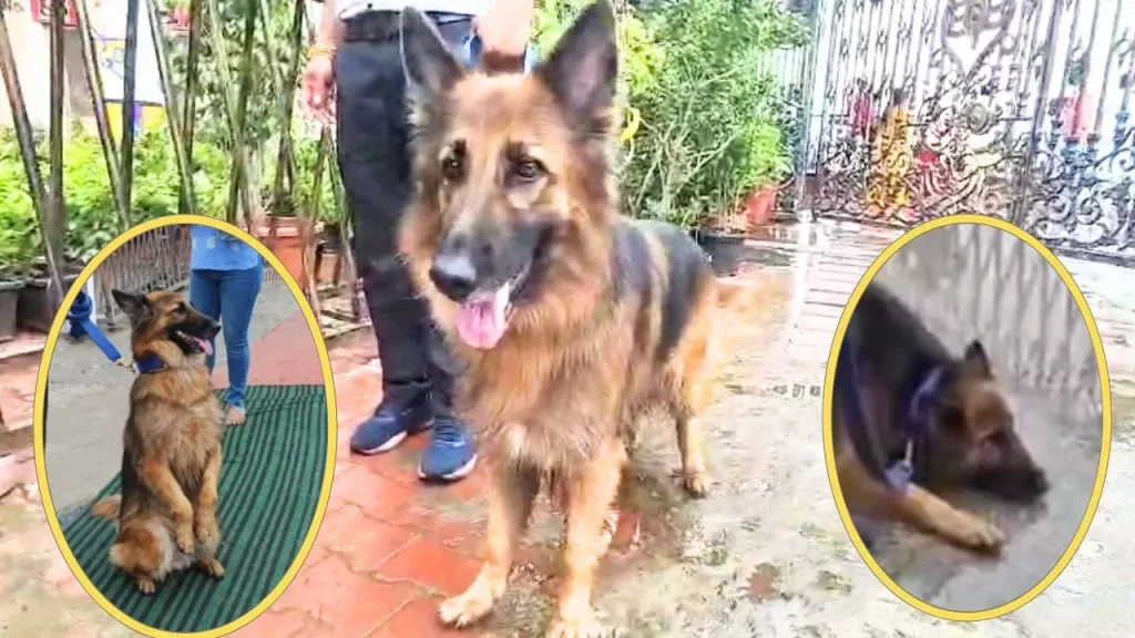 maxi-the-police-dog