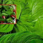 402002-betel-leaves-5