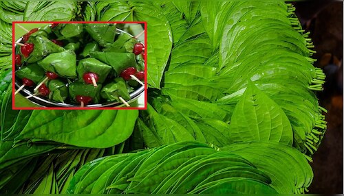 402002-betel-leaves-5