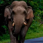 elephant.1.3221715
