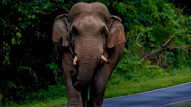 elephant.1.3221715