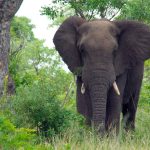 south-africa-elephant