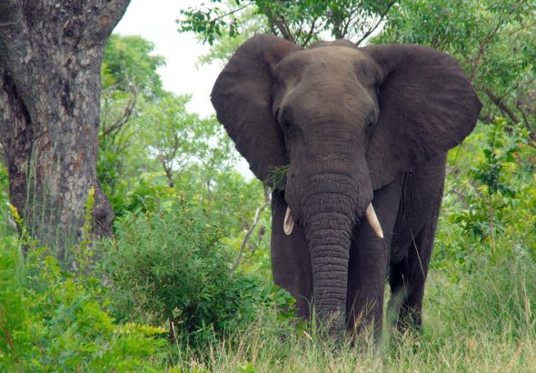 south-africa-elephant