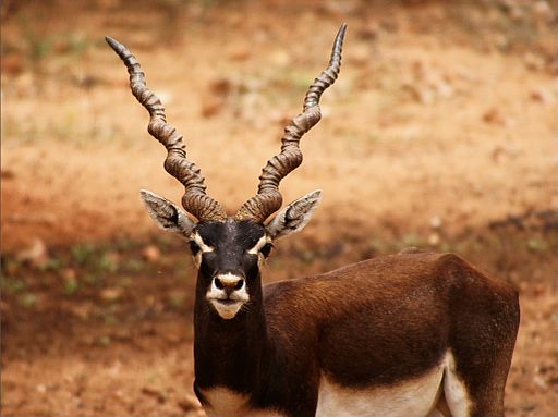 512px-Black_Buck