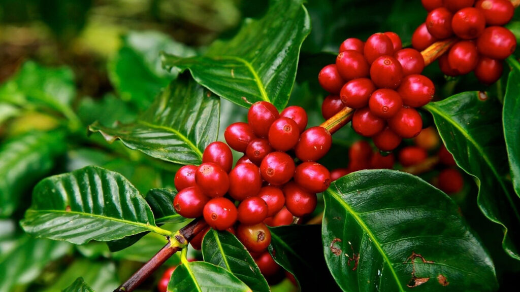 ripe-coffee-cherries-on-branch-of-coffee-tree-1024x576