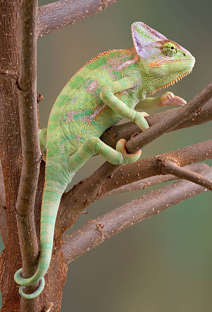 istockphoto-91695304-612x612