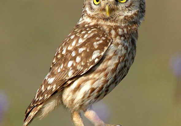 Athene_noctua_(cropped)