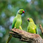 roseringed-parakeet-male-feeds-female-as-part-courting-ritual-regurgitating-food-into-female-bird-s-mouth_994661-286