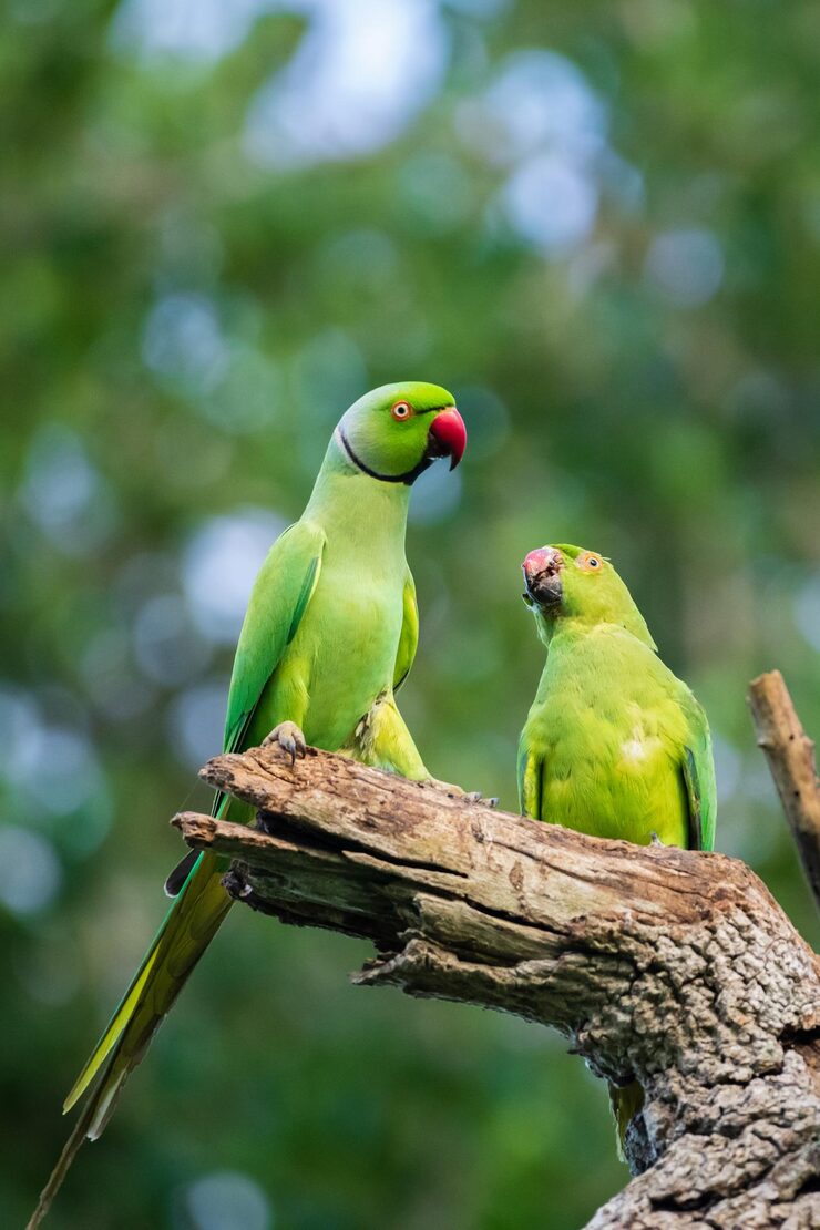 roseringed-parakeet-male-feeds-female-as-part-courting-ritual-regurgitating-food-into-female-bird-s-mouth_994661-286