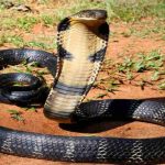 king cobra